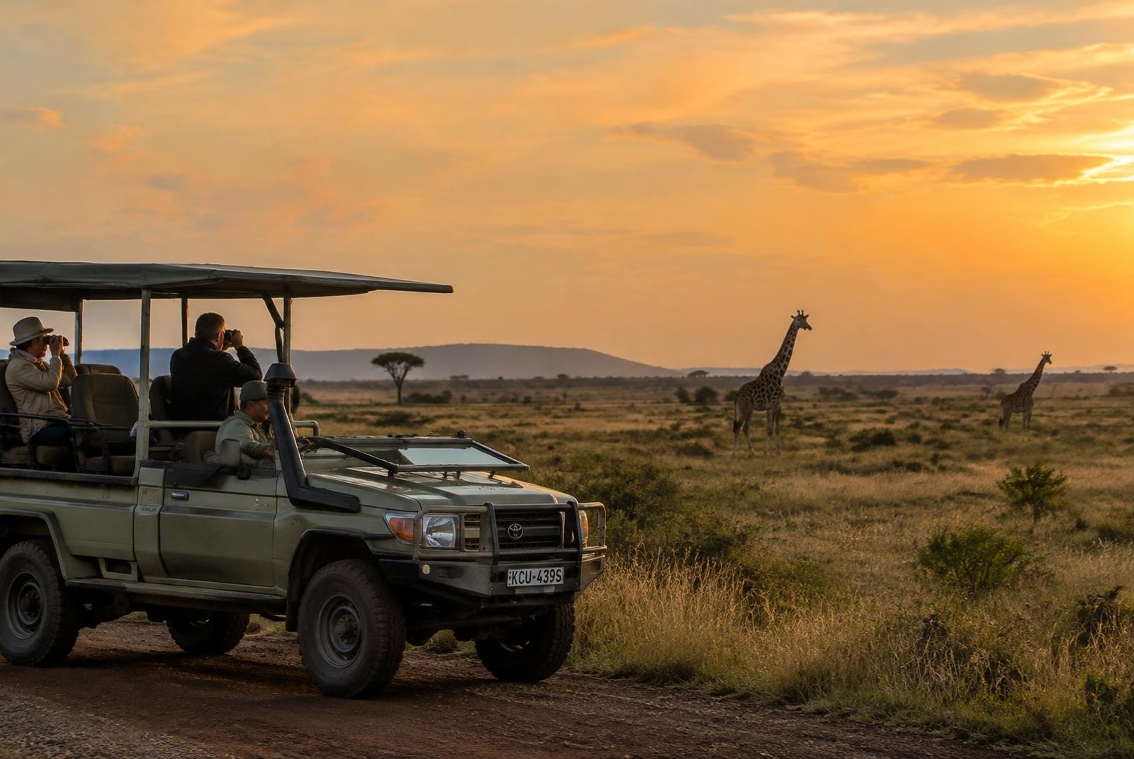 Safari vehicle watching giraffes at sunset
