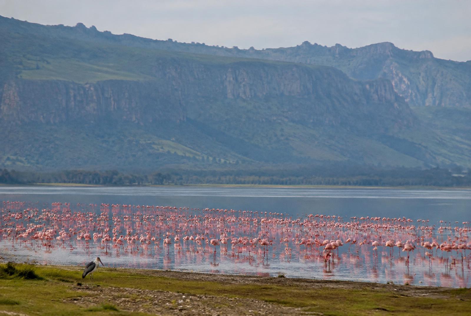 Flamingos at Lake Nakuru
