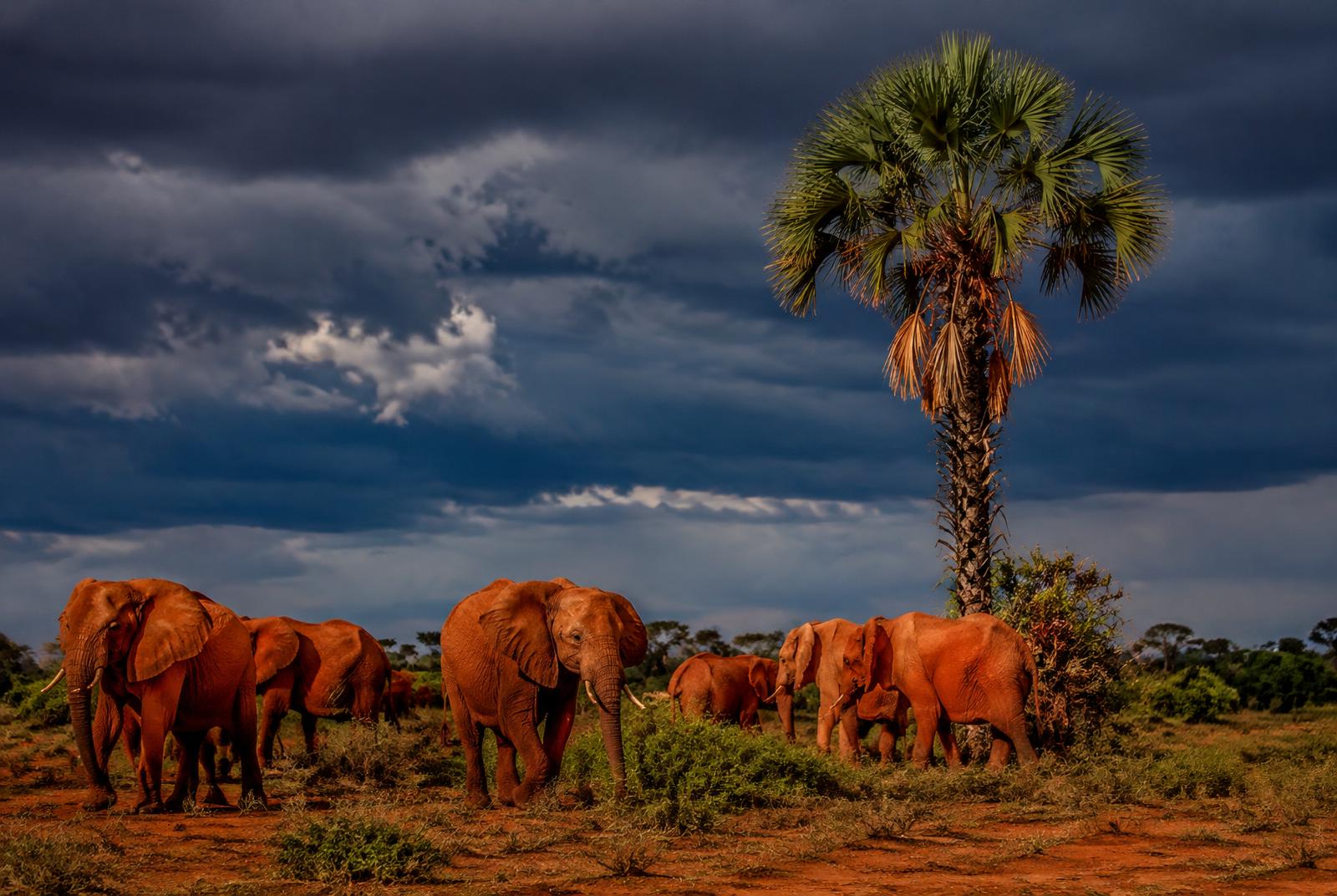 Red elephants in Tsavo